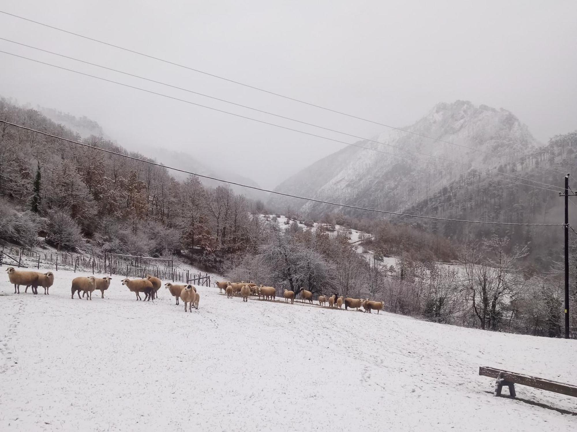Family Owned Self Sufficient Eco Farm Tara Hotell Pljevlja Eksteriør bilde