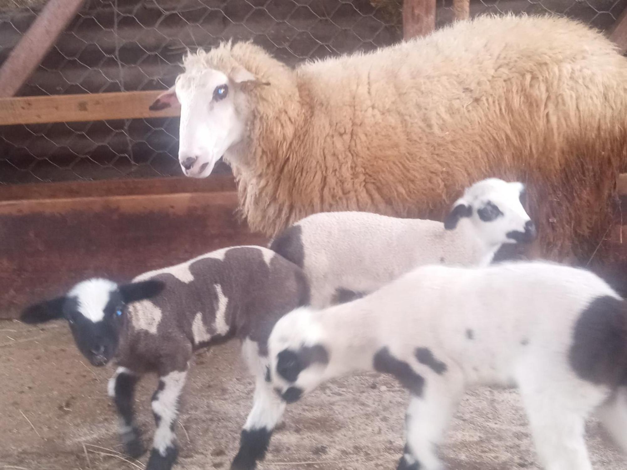 Family Owned Self Sufficient Eco Farm Tara Hotell Pljevlja Eksteriør bilde